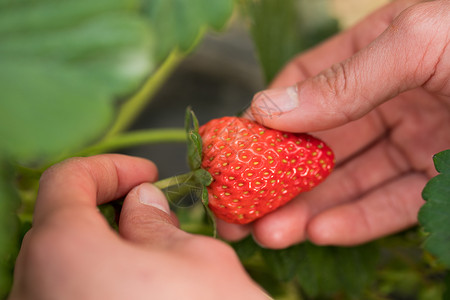 在一杯草莓在果园里采摘草莓背景
