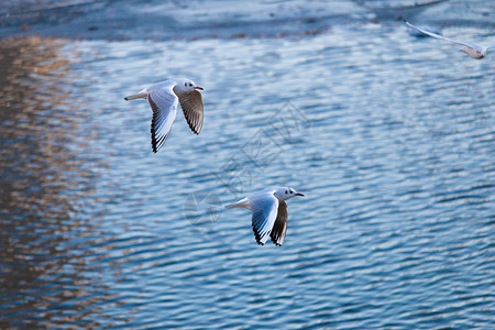 天津海河上飞行的海鸟背景图片