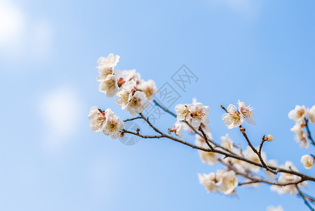 南京梅花山盛开的梅花背景