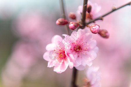 樱花背景图片