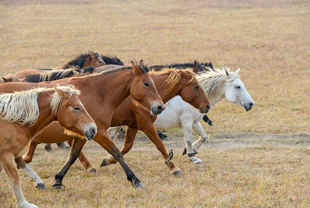 草原马群奔跑白马图高清图片