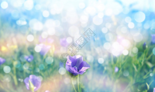 盛放的紫色花海春天的风景设计图片
