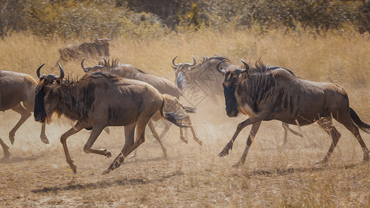 奔跑的牛非洲大草原的动牛背景