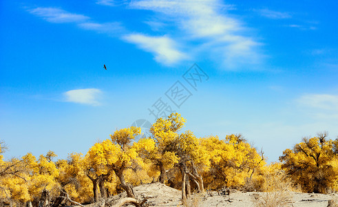 雄鹰背景飞翔在胡杨林上空的雄鹰背景