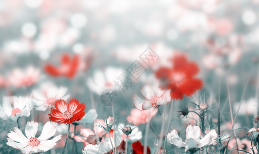 红色花海春天设计图片