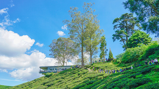 马来西亚茶园BOH背景图片