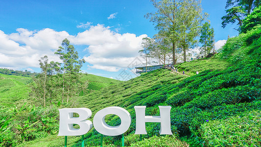 boh马来西亚茶园BOH背景