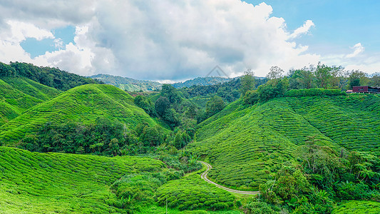 马来西亚茶园BOH背景图片