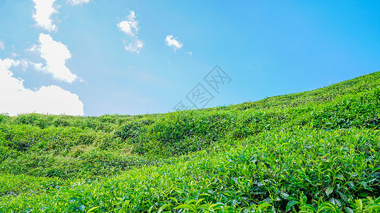 马来西亚茶园BOH高清图片