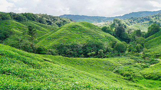 boh马来西亚茶园BOH背景