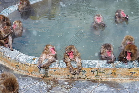 浴室地泡温泉的猕猴背景