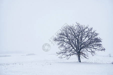 北海道的雪北海道冬天田野唯美风光背景