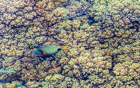 海中的珊瑚和彩色的鱼背景