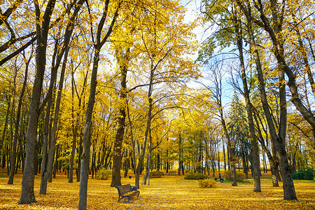 佩罗斯白俄罗斯的秋背景
