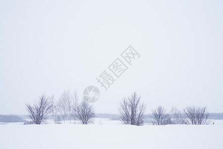 日本北海道富良野雪景高清图片