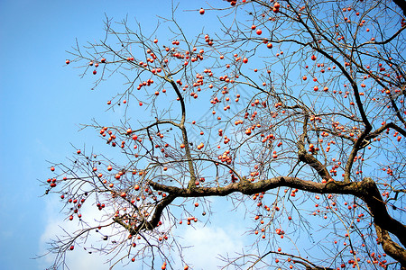 柿子树秋天硕果高清图片