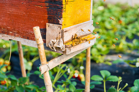 蜂箱与蜜蜂草莓种植高清图片