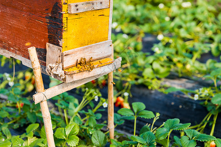 盒子与绿植蜂箱与蜜蜂背景