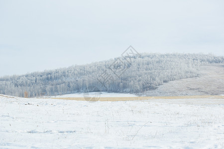 白桦林雪景冬季内蒙古雾凇白桦林风光背景