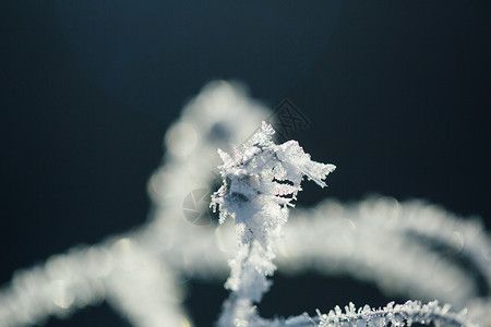 树枝雾凇雪花特写背景图片