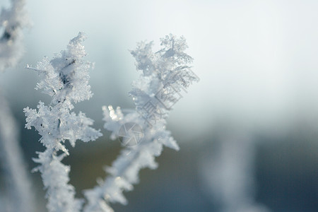 冰雪首页树枝雾凇雪花特写背景