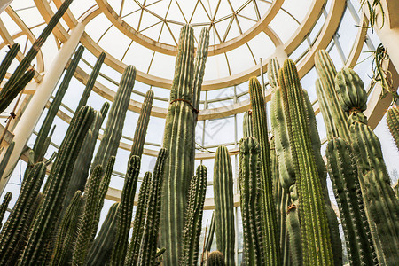 仙人掌图片厦门植物园仙人掌背景