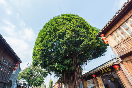 福州榕树背景图片