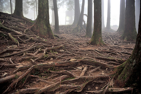 烂树根台湾嘉义阿里山森林神木背景