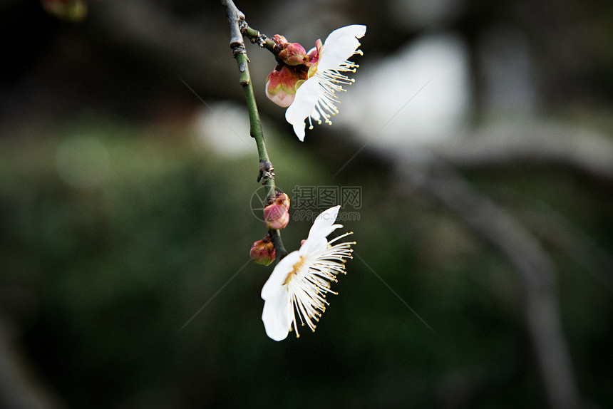 梅花图片