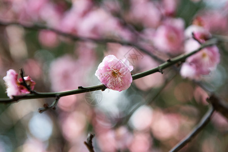 梅花图片