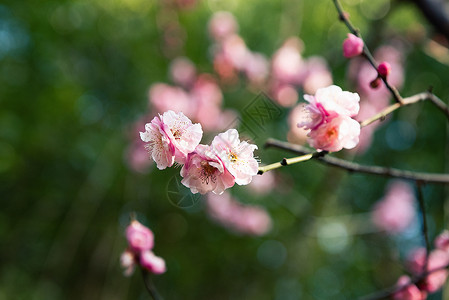 梅花图片