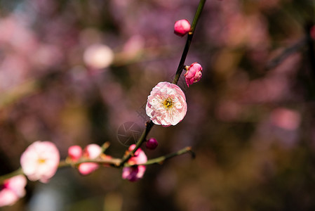 梅花图片