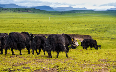 新疆草原黑牦牛背景图片