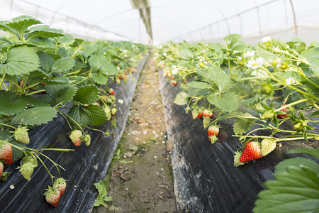 草莓园背景图片
