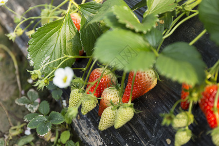 草莓园背景图片