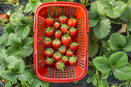 草莓园草莓大棚高清图片