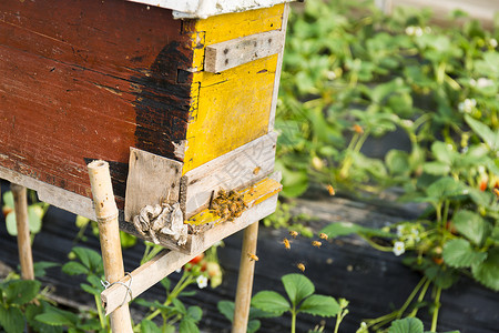蜜蜂园蜂箱背景