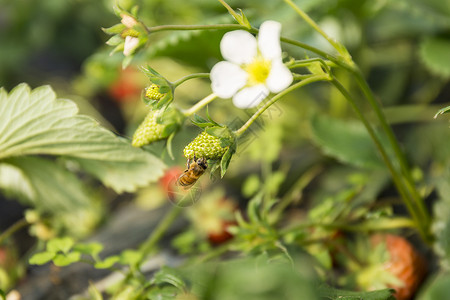 草莓花卉植物蜜蜂采蜜背景