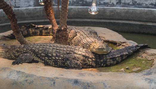 扬子鳄鳄鱼躺下高清图片