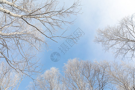 冬季白桦树景色高清图片