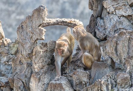 旭山动物园猕猴背景
