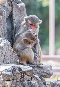 猕猴旭山动物园高清图片
