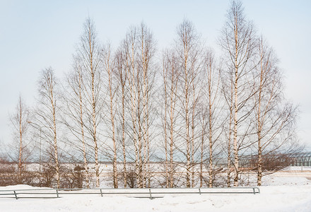芬兰雪地白桦林背景
