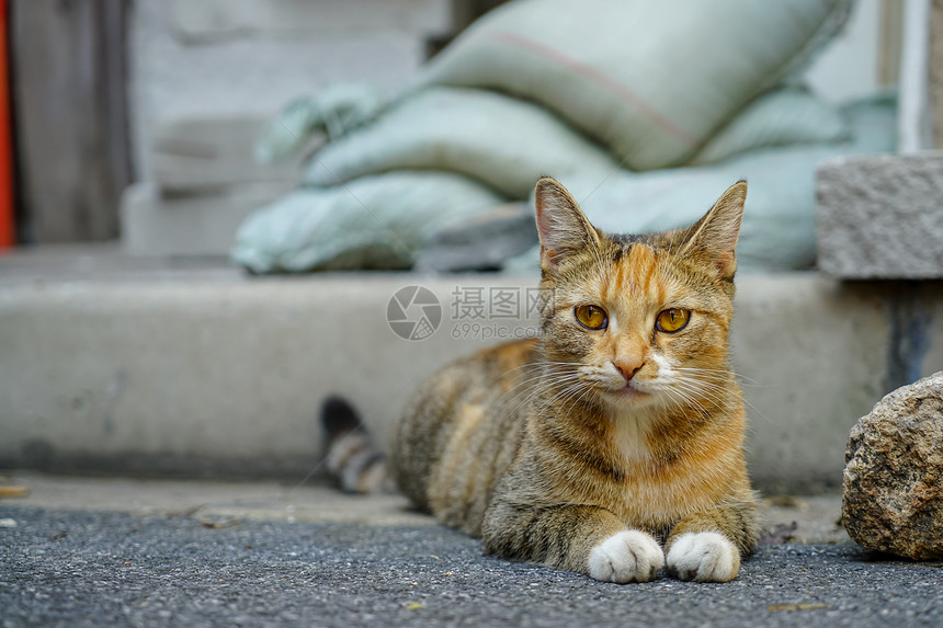 小野猫图片