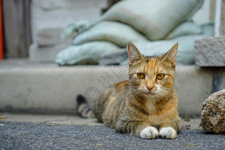 小野猫花猫花纹猫高清图片