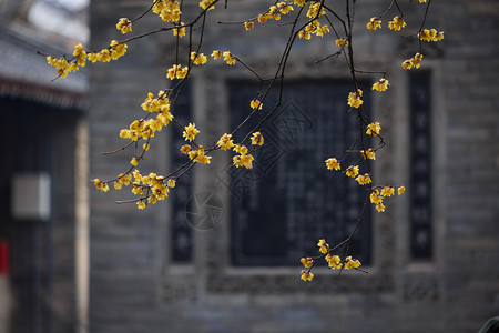 西安大兴善寺梅花背景