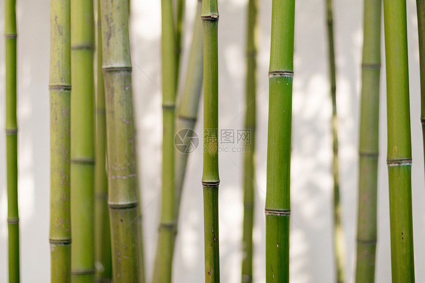 安静禅意的竹林图片