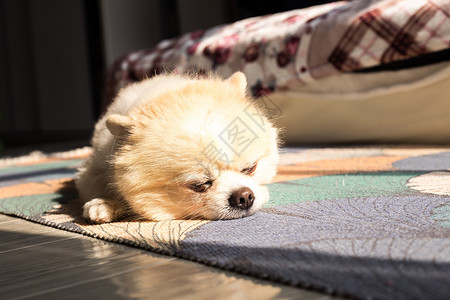 宠物 地毯趴着睡觉的博美背景