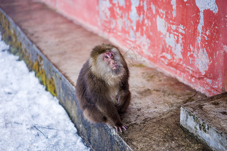 藏猕猴猴子背景