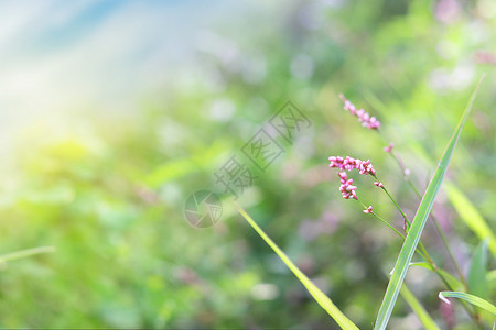 紫色花草剪纸风春天的野花设计图片